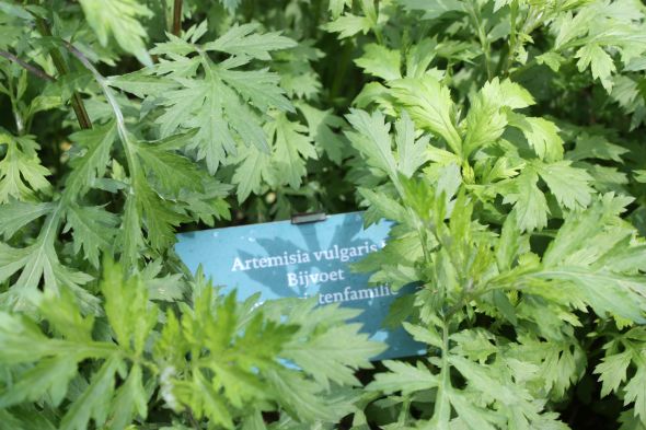 Artemisia Arnhem